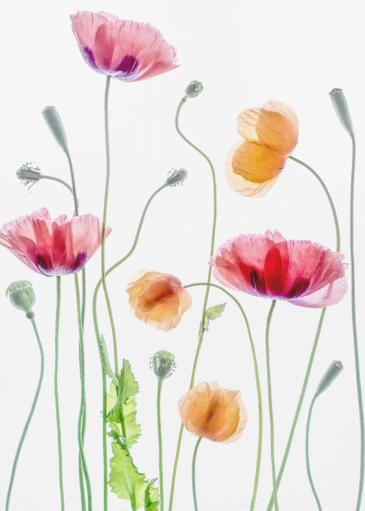 Poppies | Canvas