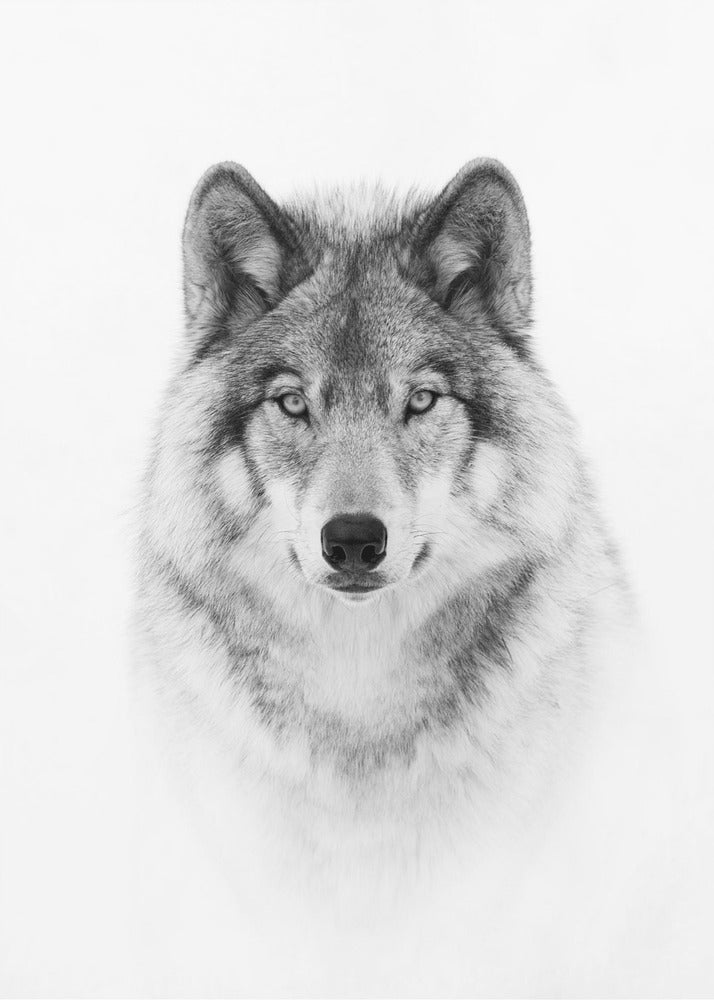 Porträt eines Timberwolfs | Leinwand