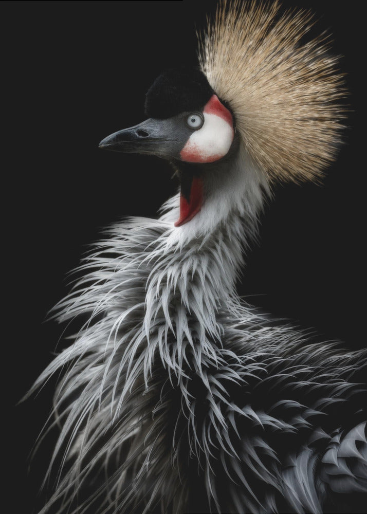Porträt des Kronenkranichs | Poster