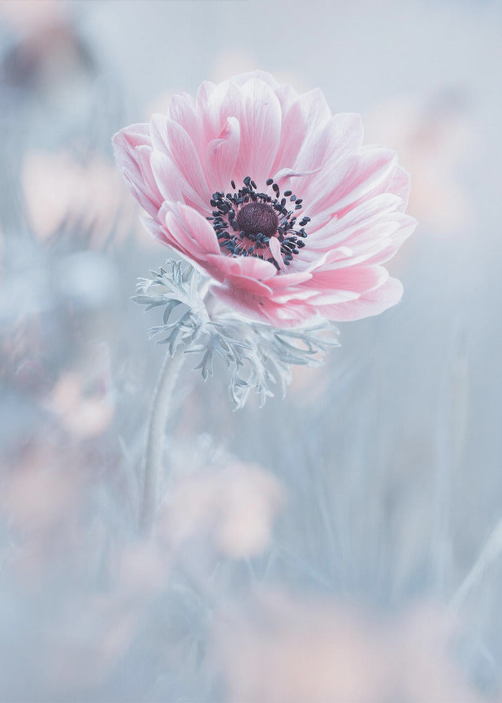 La reine de neiges | Canvas