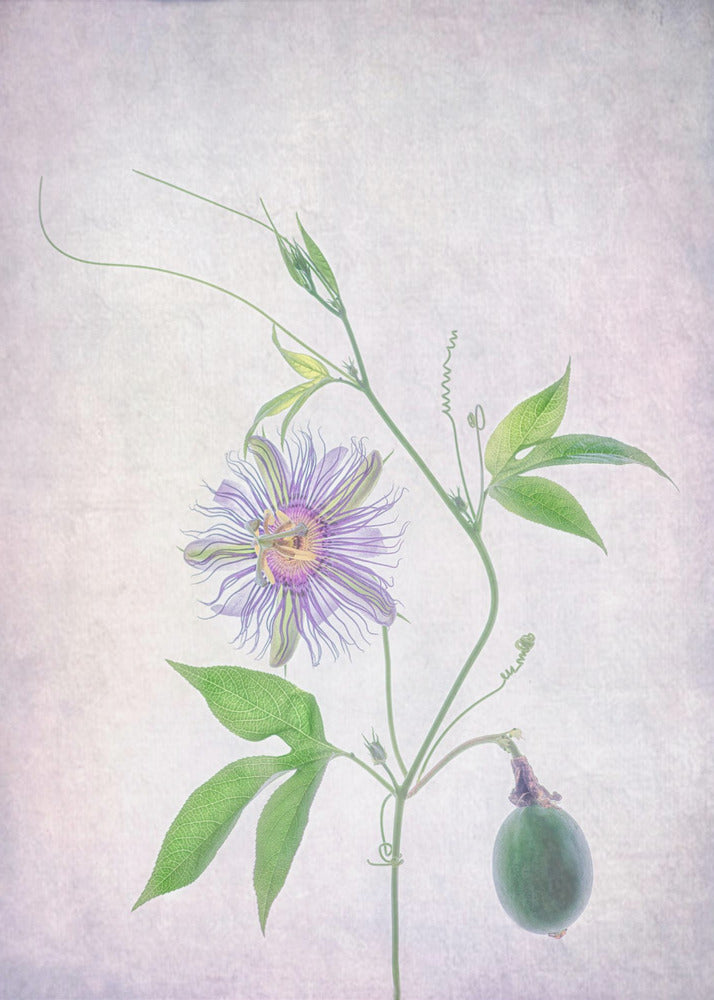 Passionsfrucht | Poster