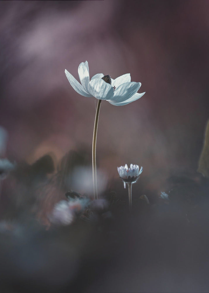 Elles, mes fleurs, émoi | Leinwand