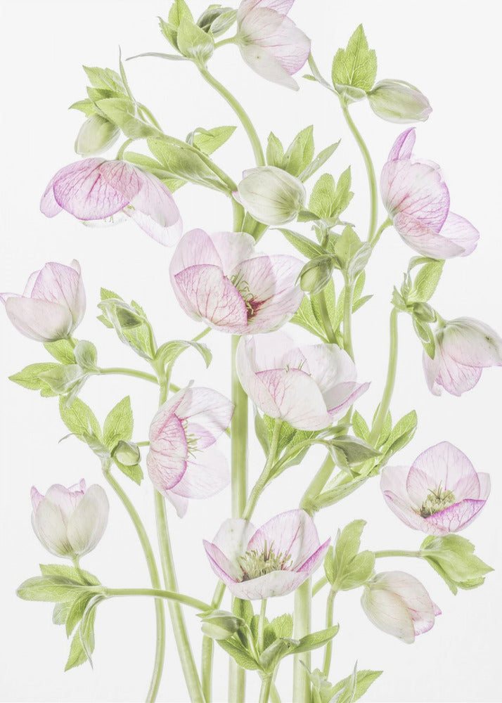 Hellebore | Canvas