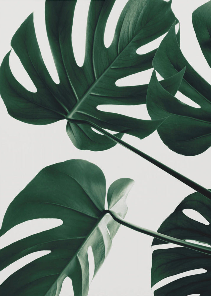 Monstera Natur 43 | Leinwand