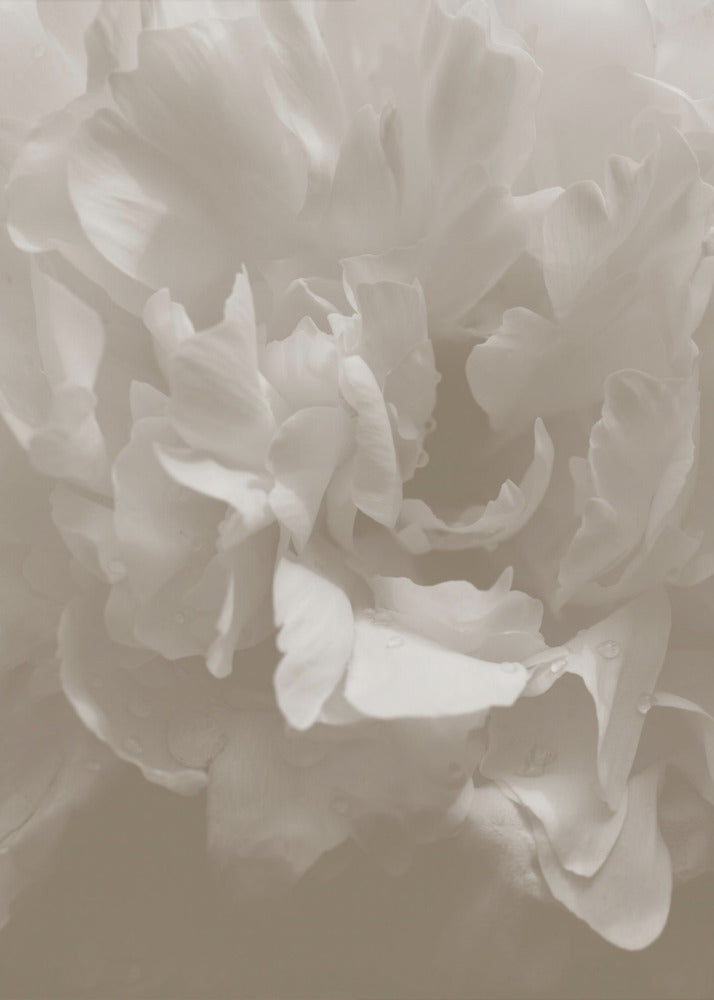 Pfingstrose_9 | Poster