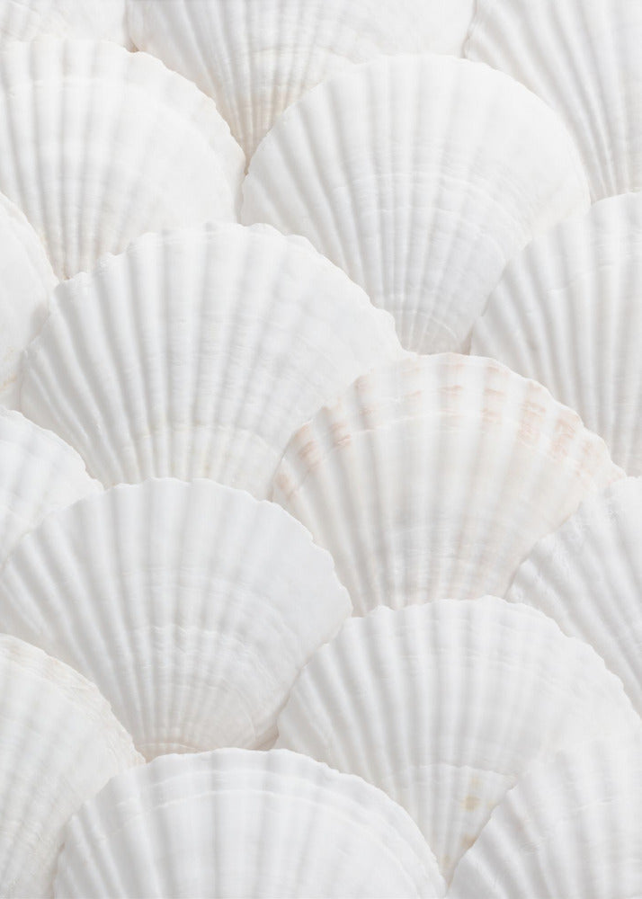Muscheln_3 | Poster