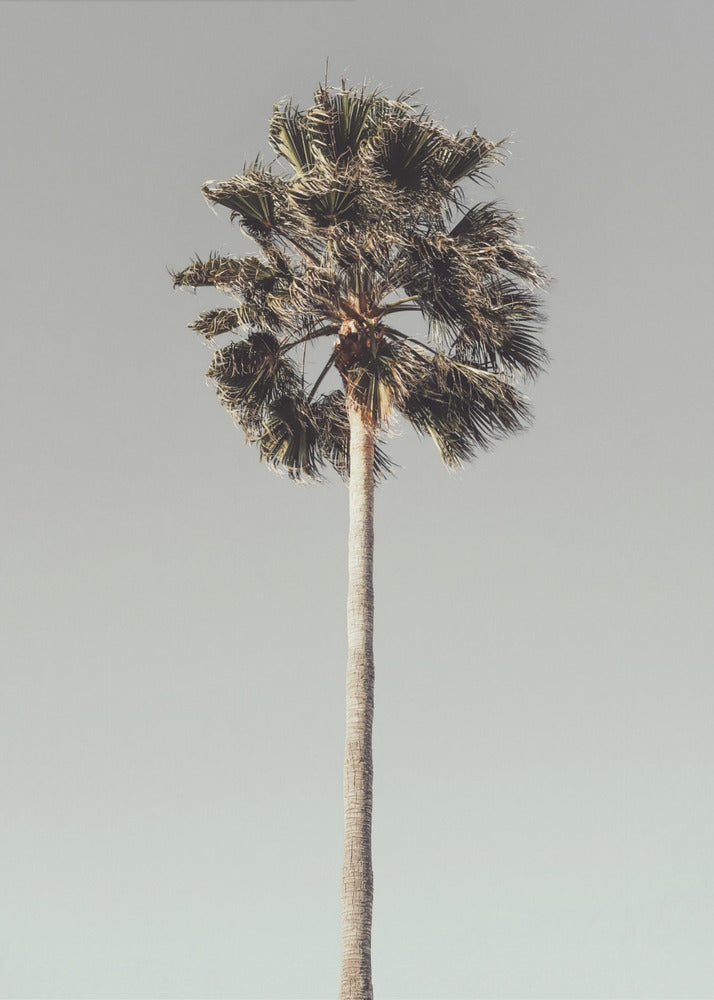 Palme_001 | Leinwand