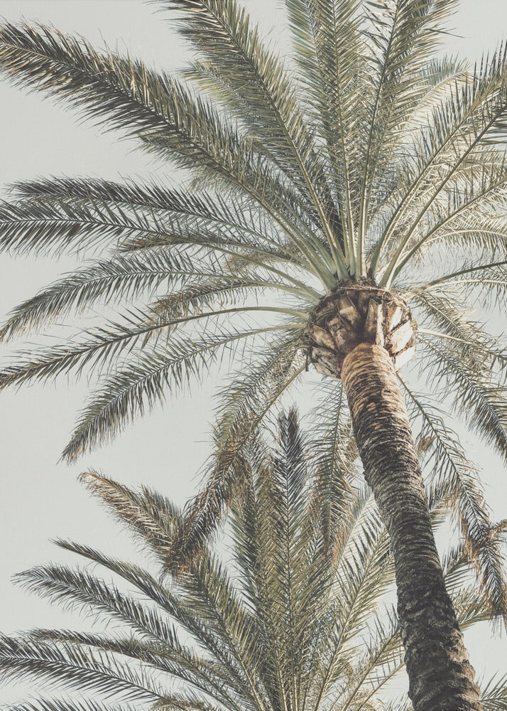 Palme_005 | Leinwand