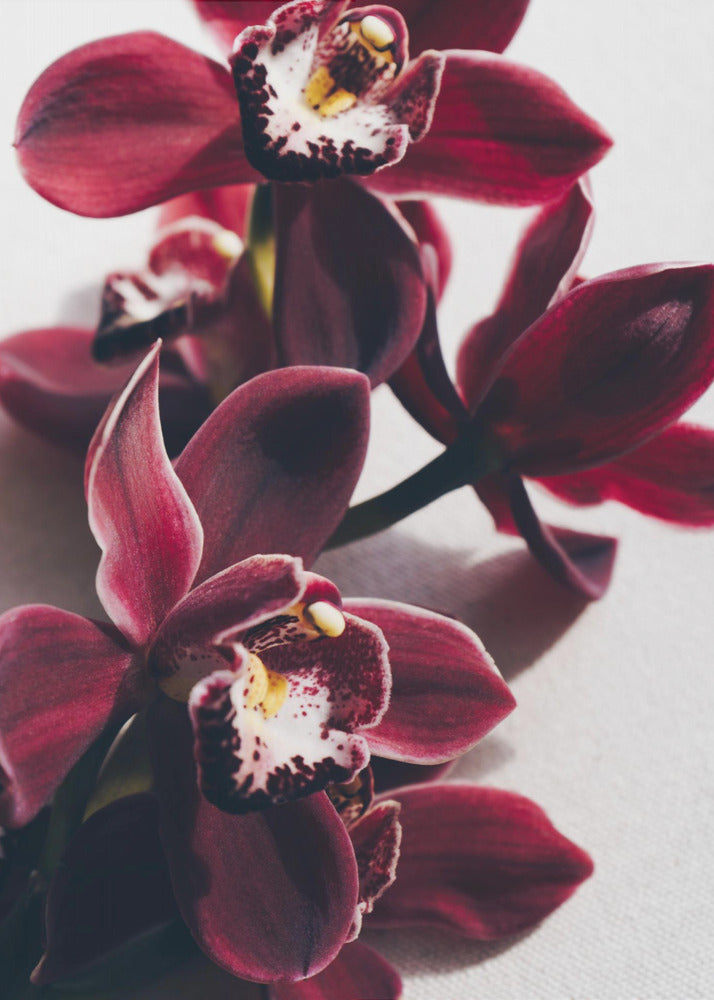 Rote Orchideen mit zarten Blütenblättern | Leinwand