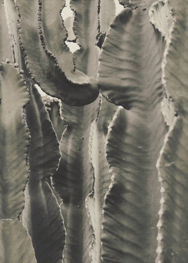 Cactus_002 | Poster
