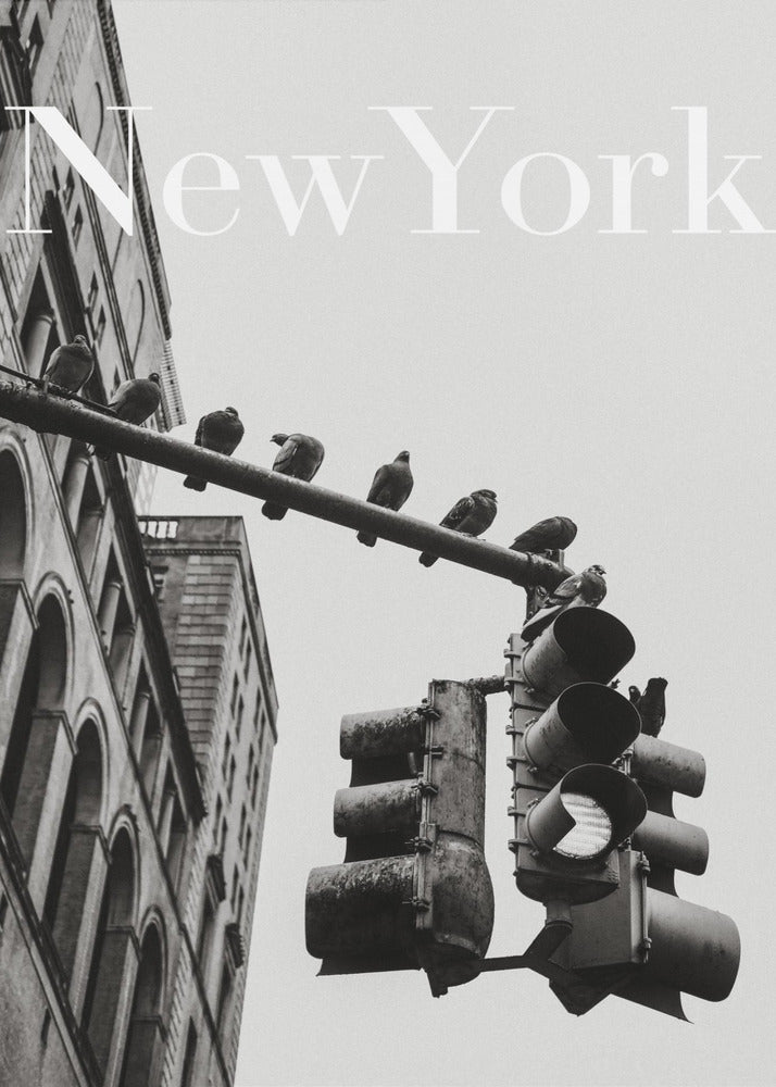 NYC Tauben | Poster