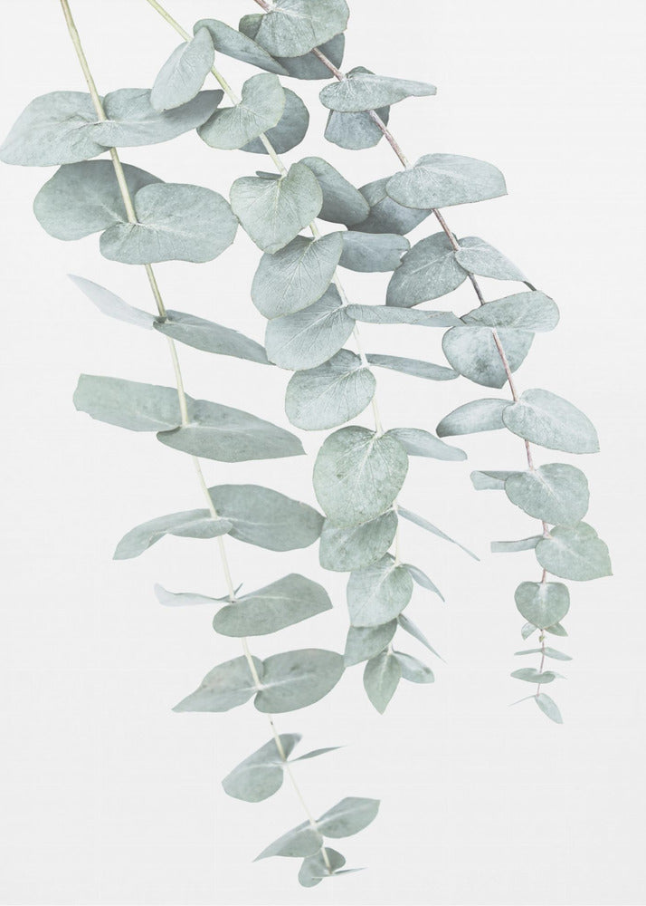 Eukalyptus I | Poster