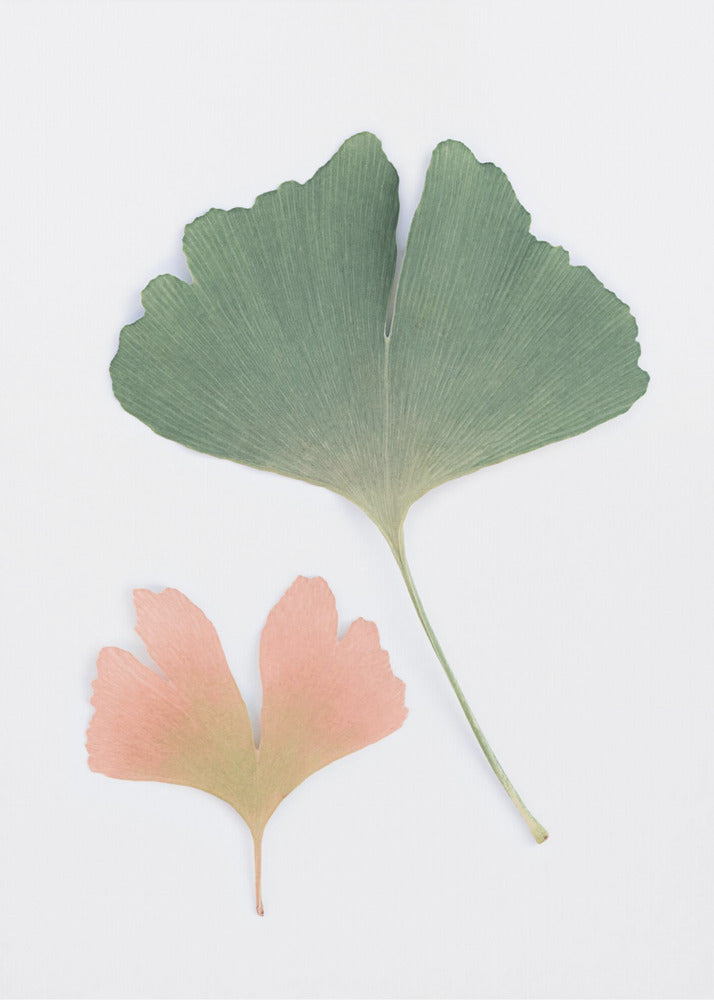 Pastell Ginkgo | Poster
