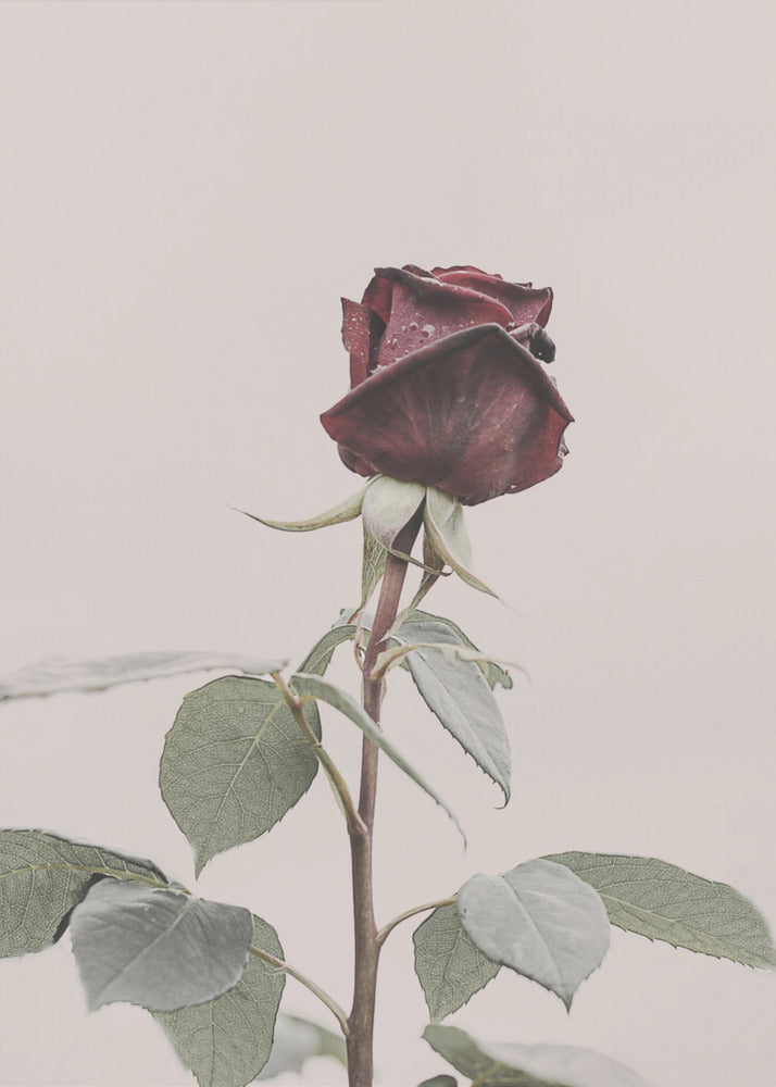 Rose | Canvas
