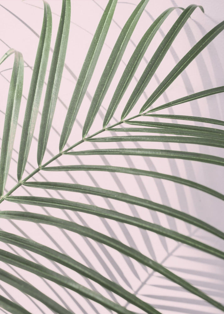 Palmblattschatten | Poster