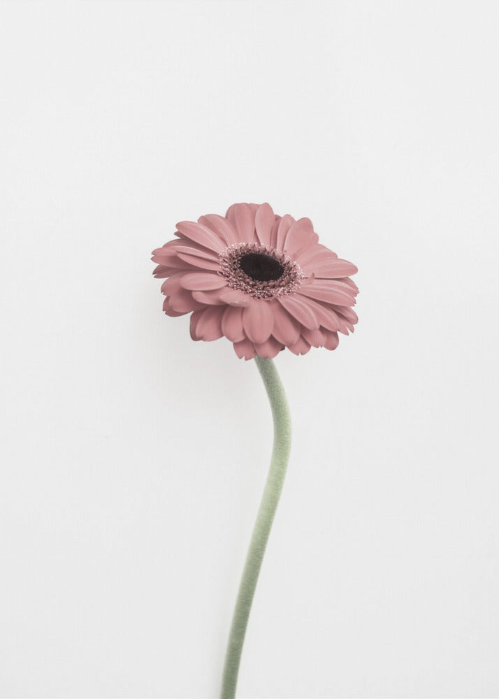 Pink Gerbera | Canvas