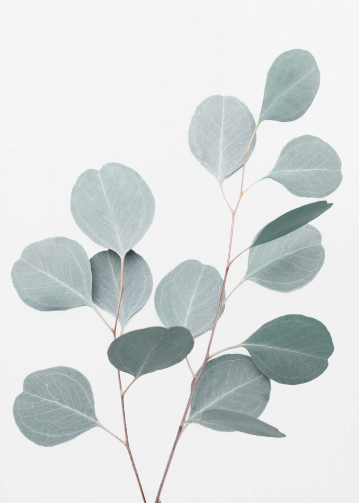 Silberdollar | Leinwand