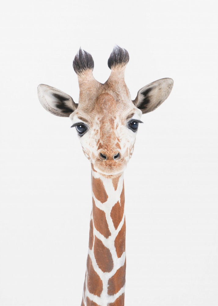 Baby Giraffe | Poster