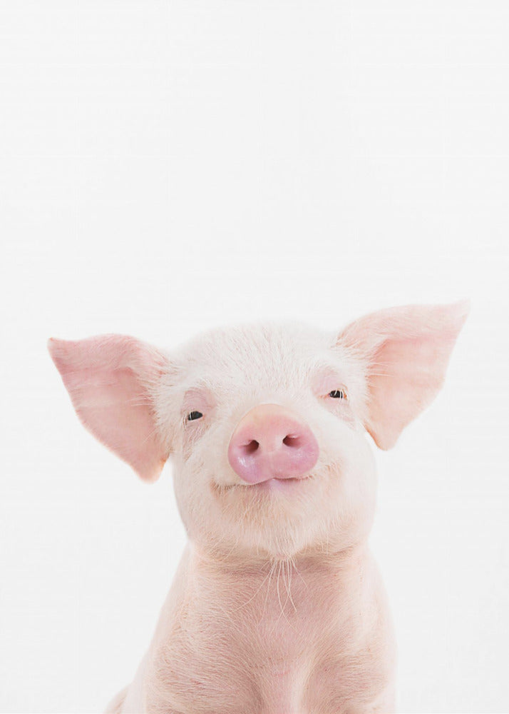 Babyschwein | Poster