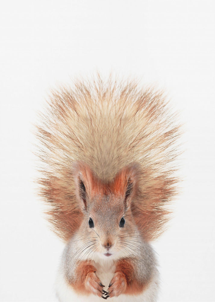Baby Squirel | Canvas