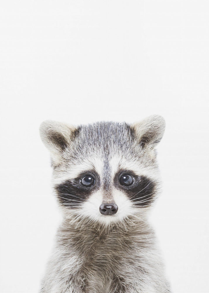 Baby Waschbär | Poster