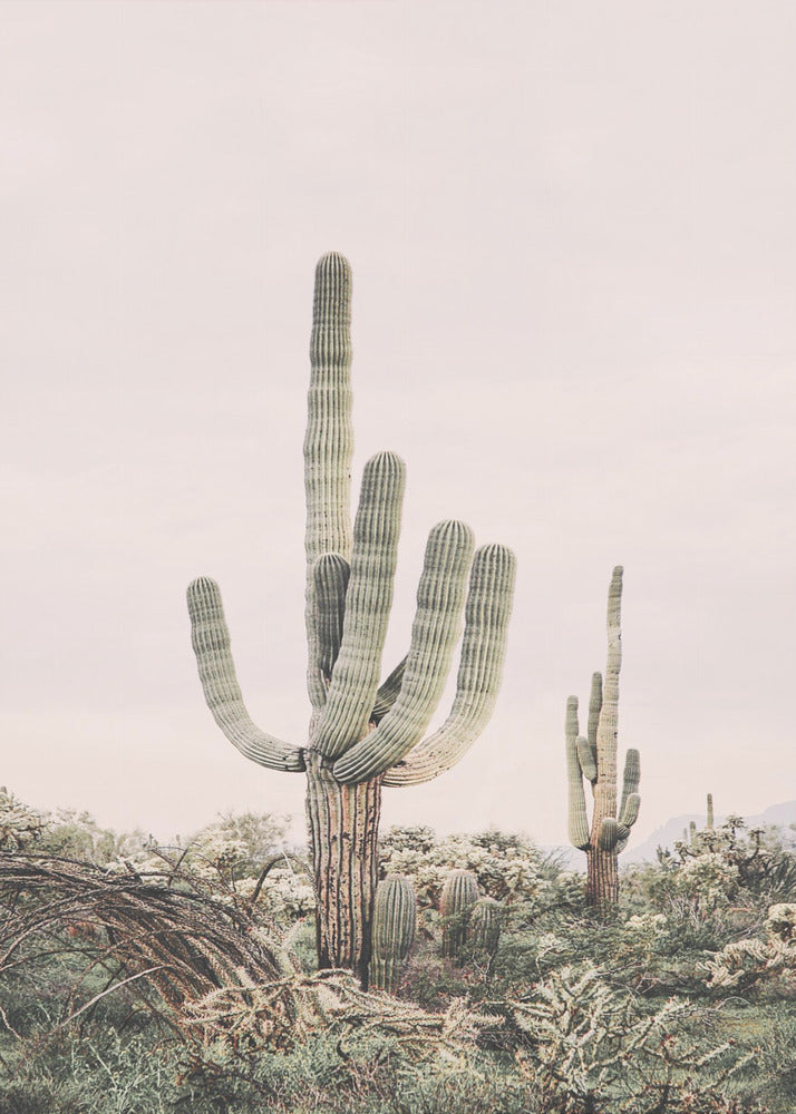 Rosa Saguaro | Leinwand