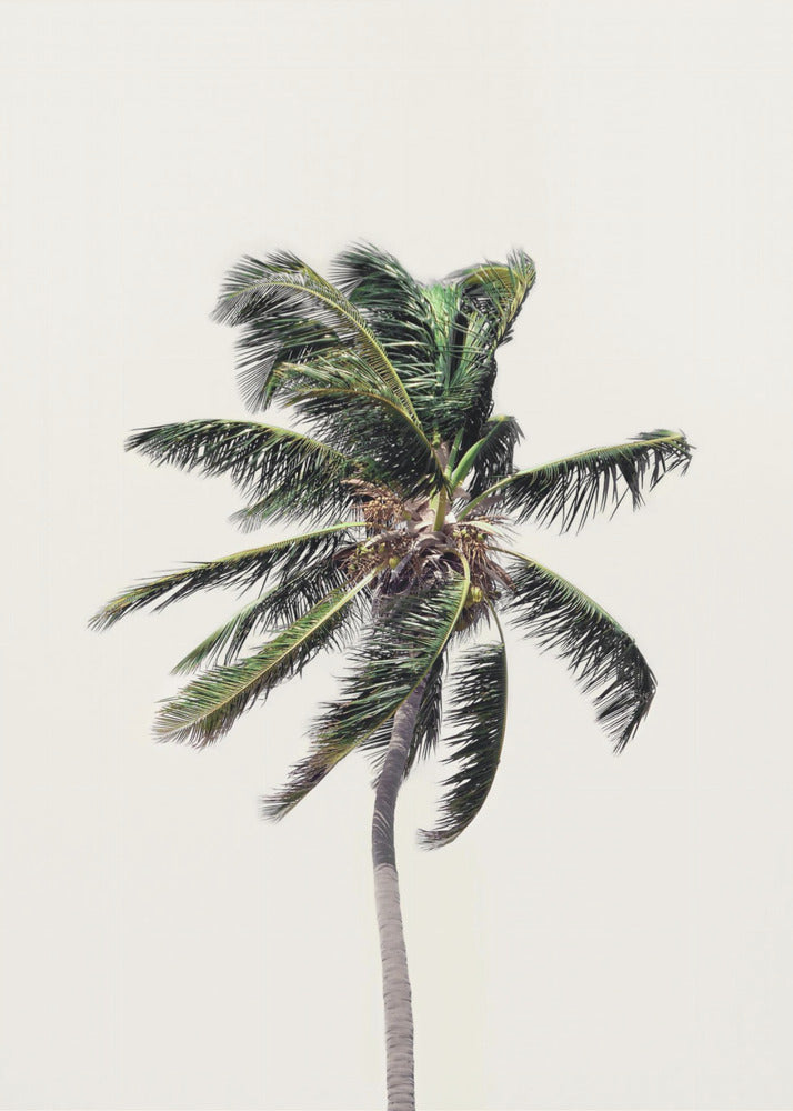 Windige Palme | Leinwand