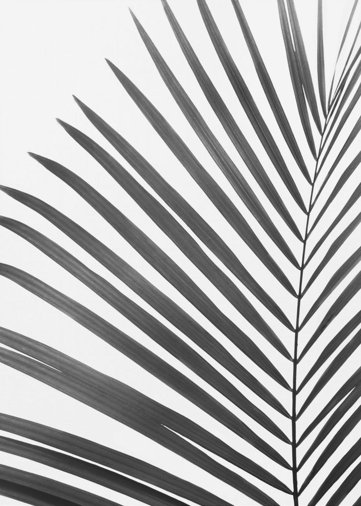 BW Palmblatt | Poster