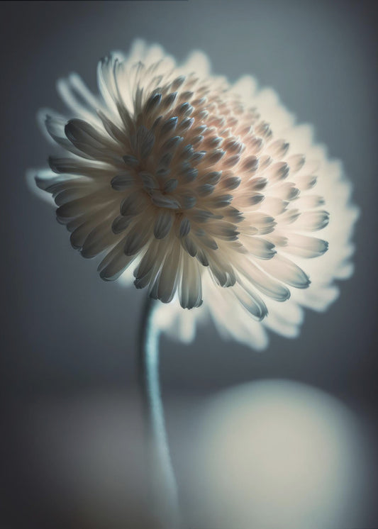 Leuchtende Blüte | Leinwand