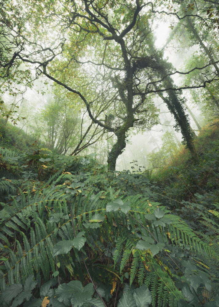 Tree World | Poster