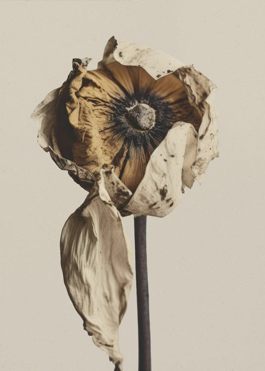 Verblassende Eleganz | Leinwand