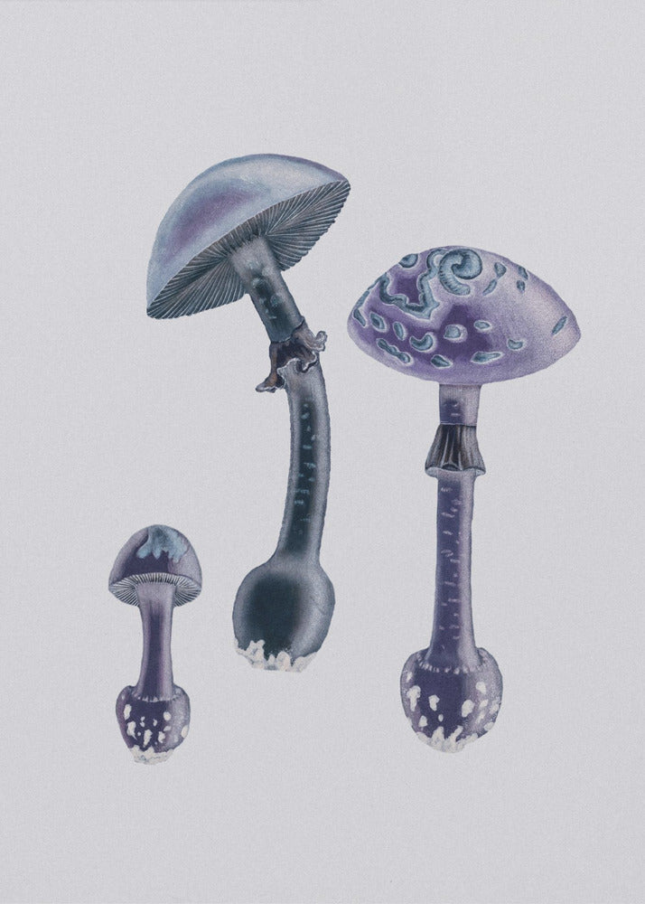 Amanita Muscaria White Backgound Purple | Poster