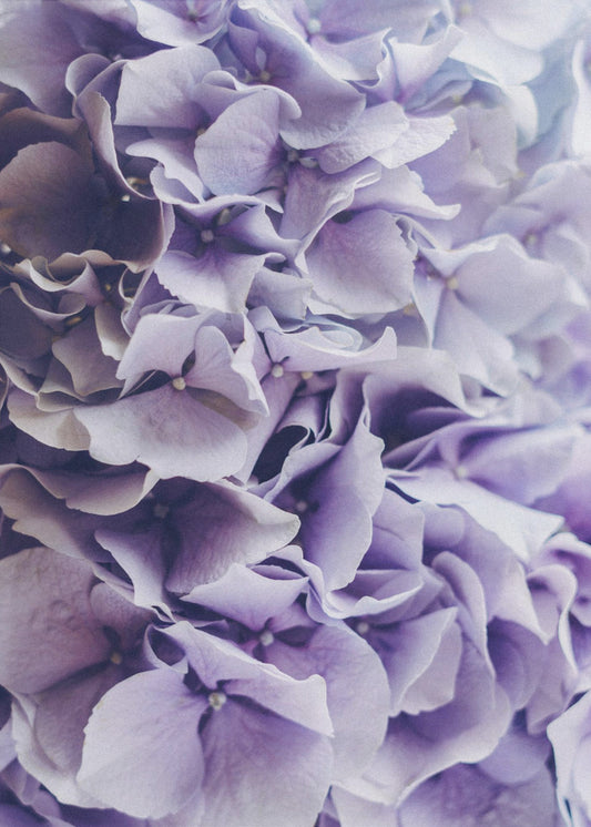 Leuchtend lila Hortensienblüten | Poster