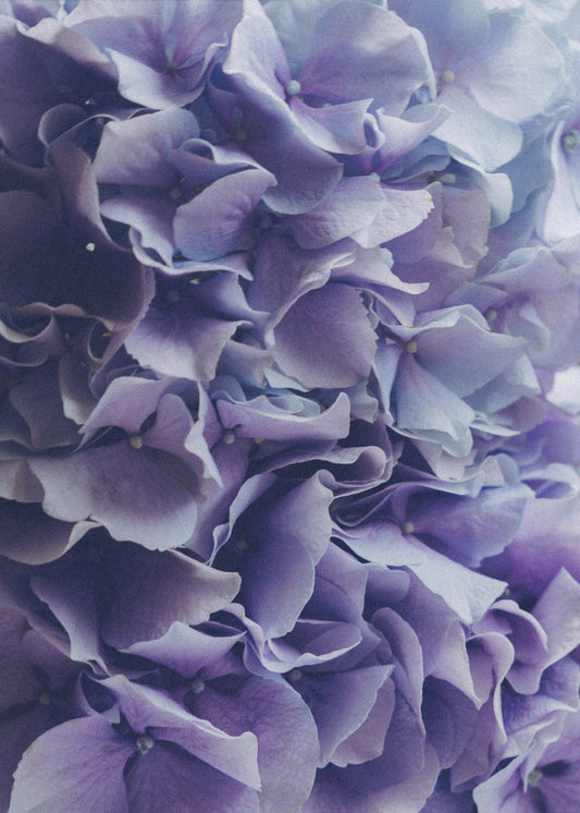 Leuchtend lila Hortensienblüten | Poster