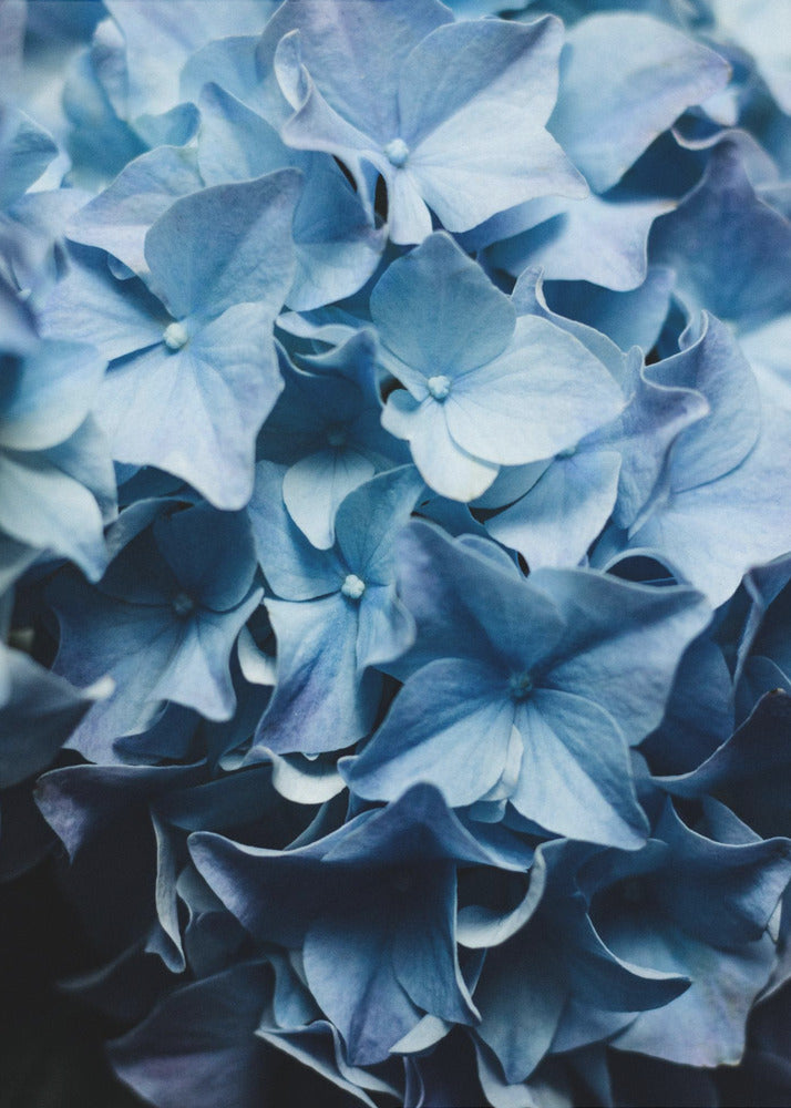 Leuchtend blaue Hortensien | Poster