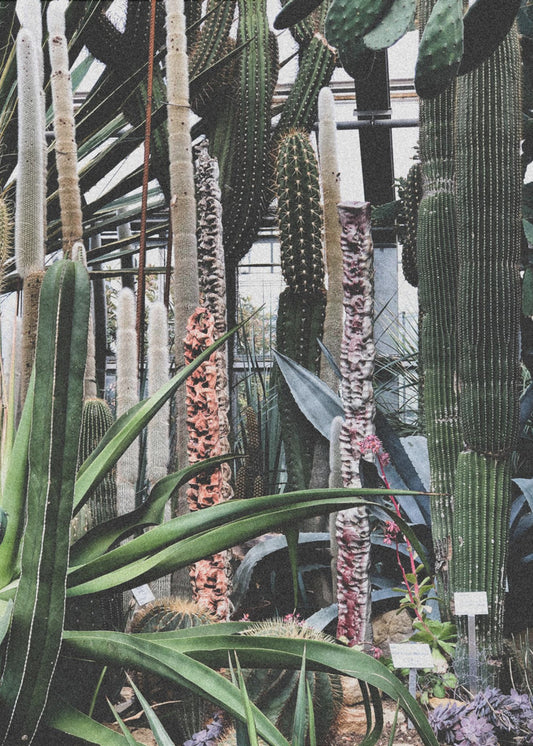 Kaktusschutzgebiet | Poster