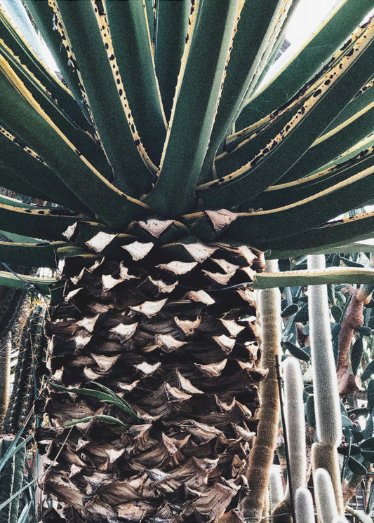 Kaktuspflanze | Poster