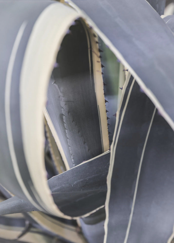 Spirale der Natur | Leinwand