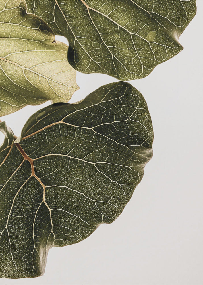 Leaf Veins Symphony | Poster