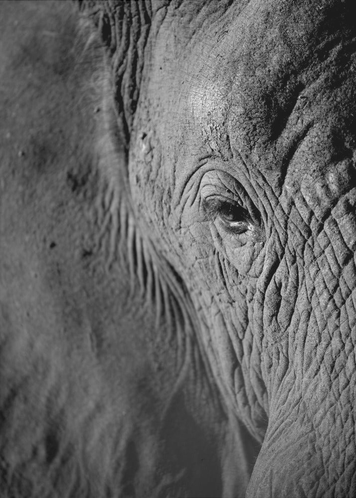 Majestätische Weisheit | Leinwand