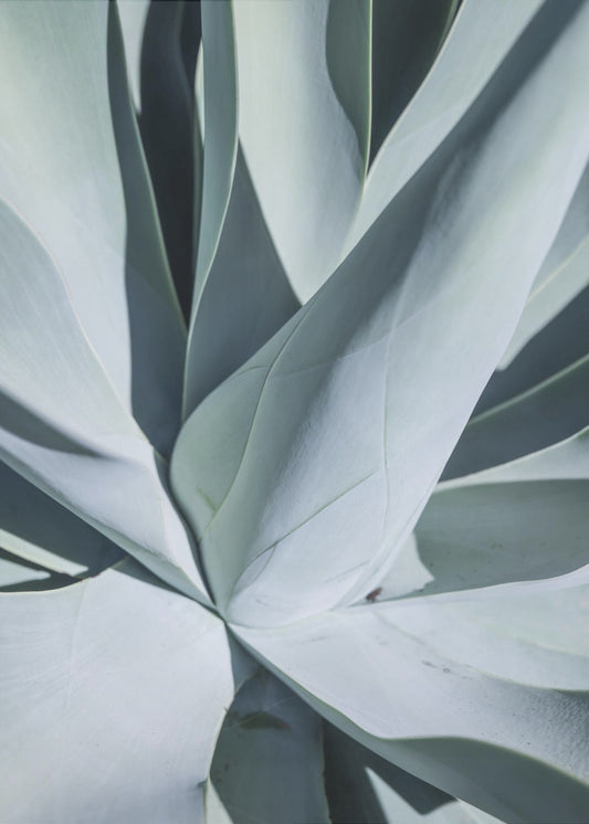 Succulent Symphony | Canvas