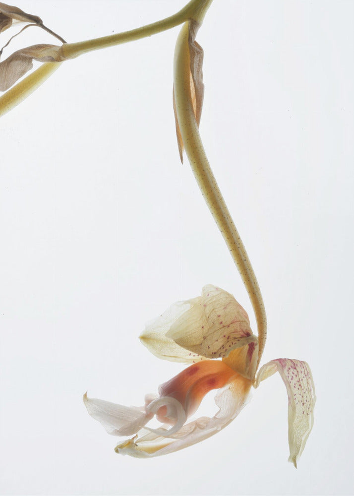 Eleganter Verfall | Poster