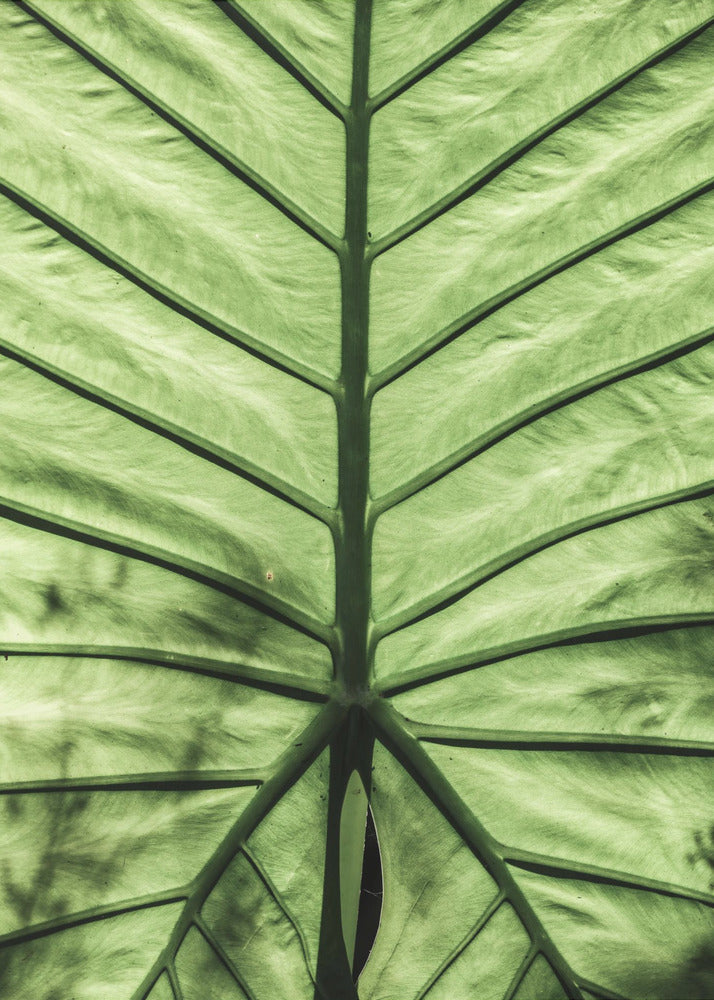 Leaf Vein Symphony | Canvas