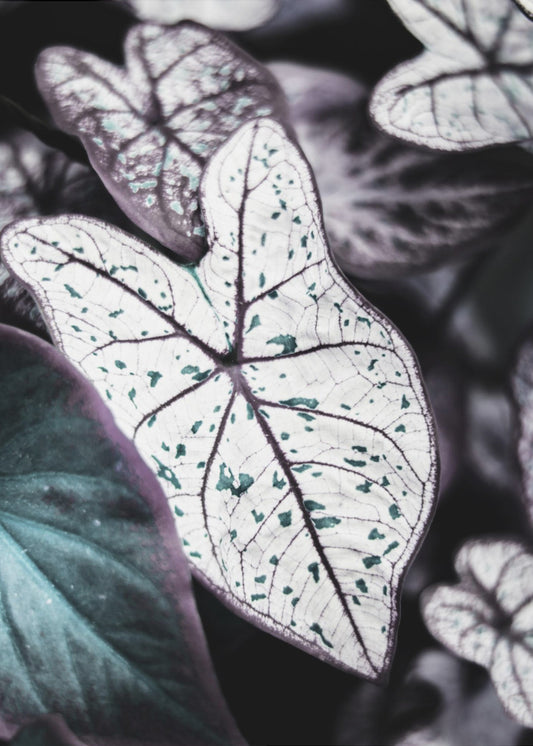 Blättergeflüster | Leinwand