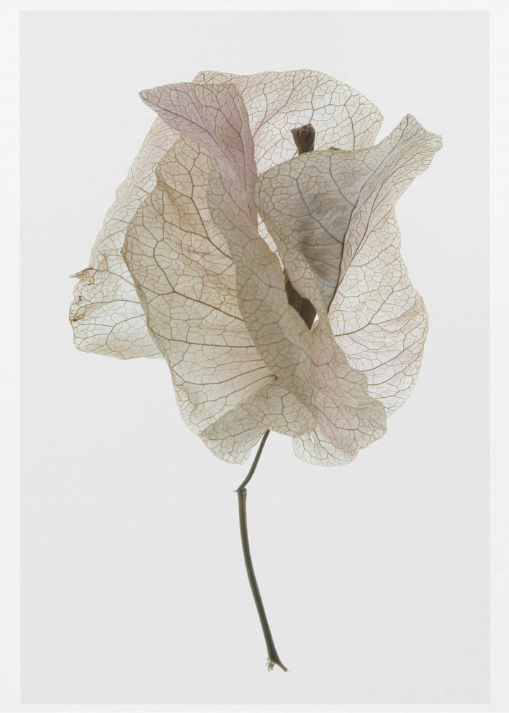 Petal Whisper | Poster