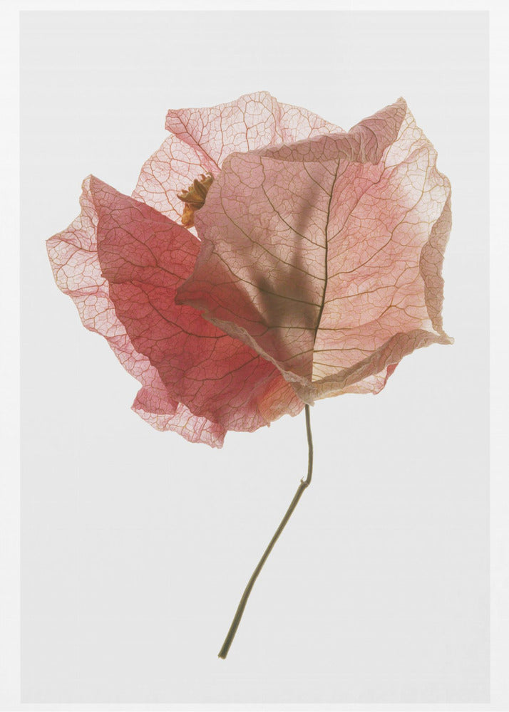 Petal Whisper | Poster