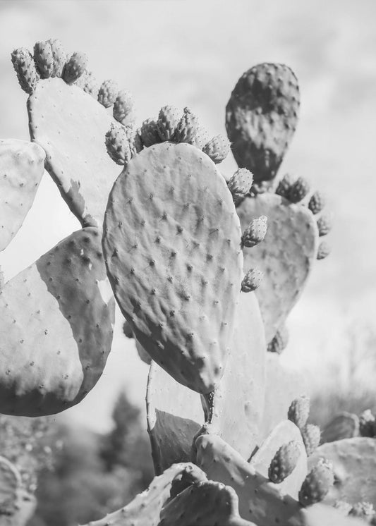 Wüstenruhe | Leinwand