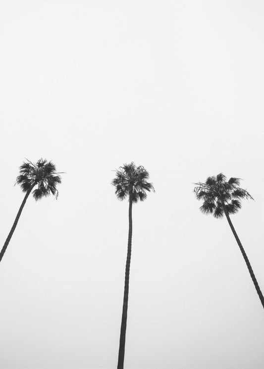 Skyward Palms Trio | Leinwand