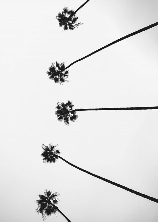 Skyward Palms | Canvas