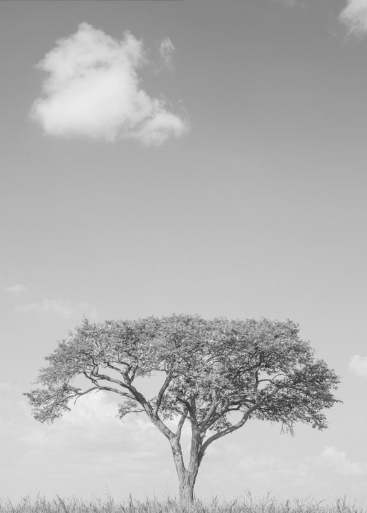 Lonely Tree Dreaming | Canvas